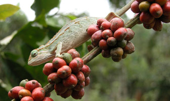 pianta del caffè